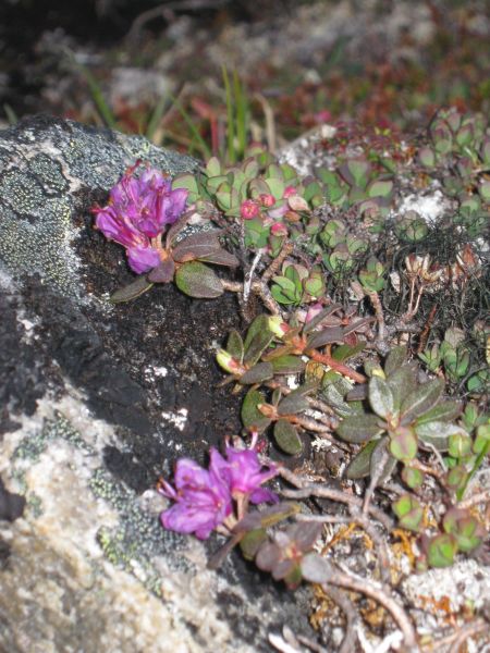 Vegetation i fjeldet