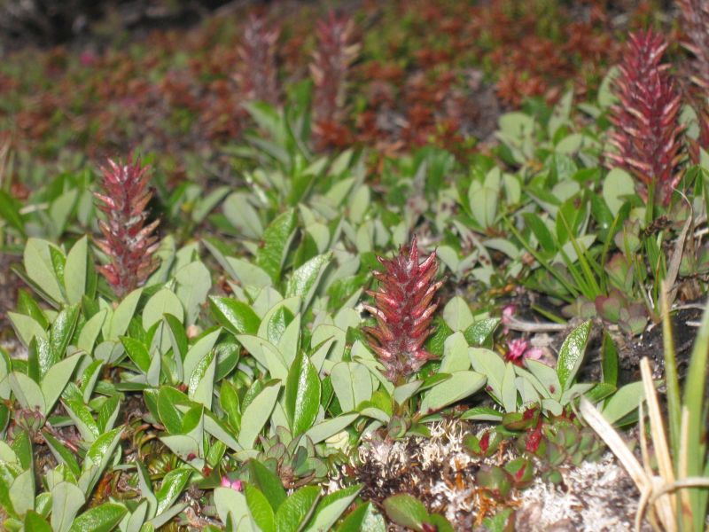 Vegetation i fjeldet