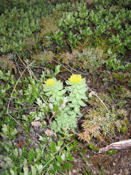 Vegetation i fjeldet