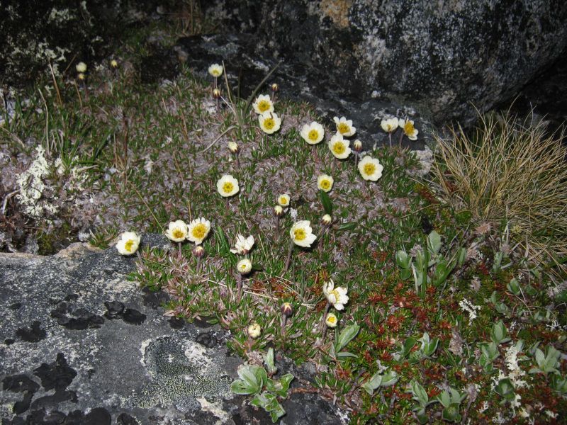 Vegetation i fjeldet