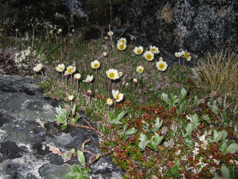 Vegetation i fjeldet