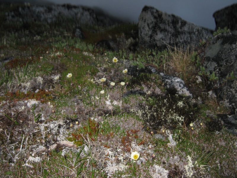 Vegetation i fjeldet