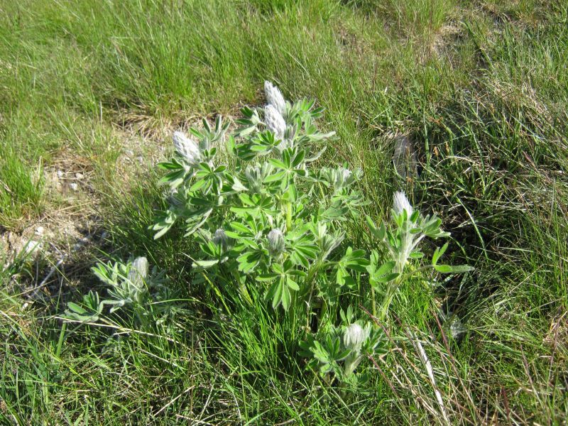 Vegetation i fjeldet