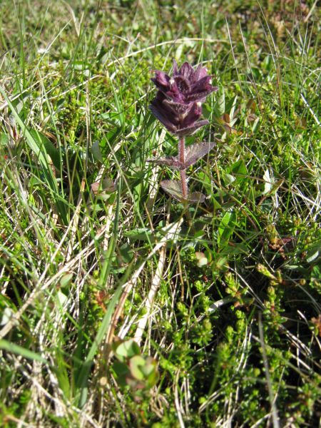 Vegetation i fjeldet
