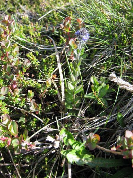 Vegetation i fjeldet