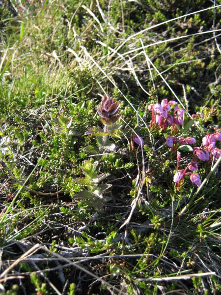 Vegetation i fjeldet