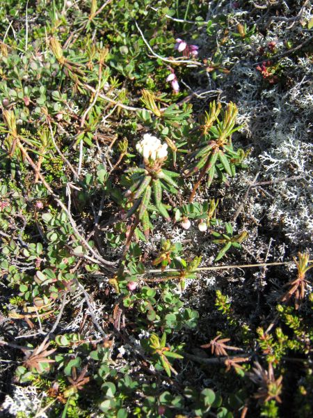 Vegetation i fjeldet