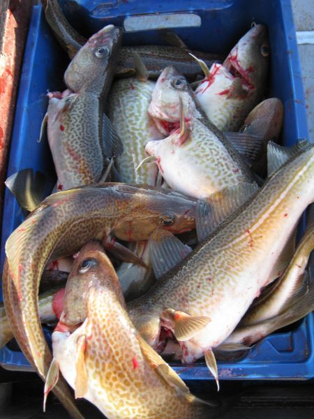 2009-07-07-2018_Fisk; Torsk
