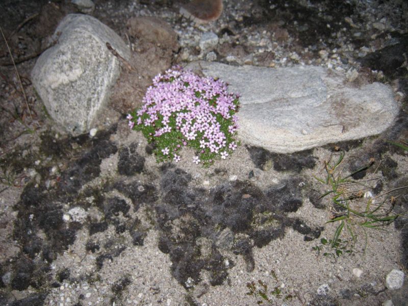 2009-07-09-0026_Nuuk; Qoornoq; Sejltur; Udsigt i Nuuk; Vegetation