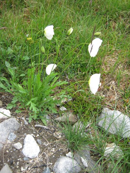 Vegetation i fjeldet