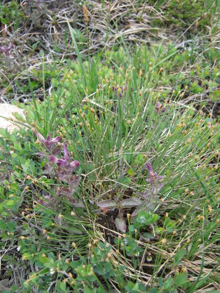 Vegetation i fjeldet