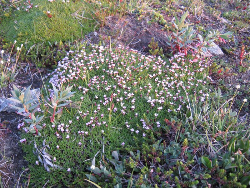 Vegetation i fjeldet