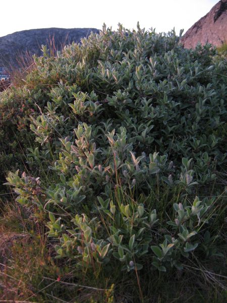 Vegetation i fjeldet