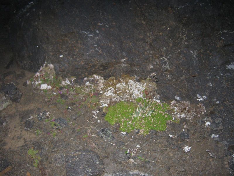 Vegetation i fjeldet
