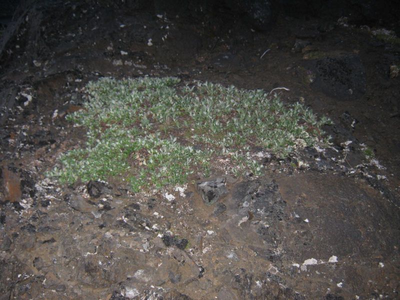 Vegetation i fjeldet
