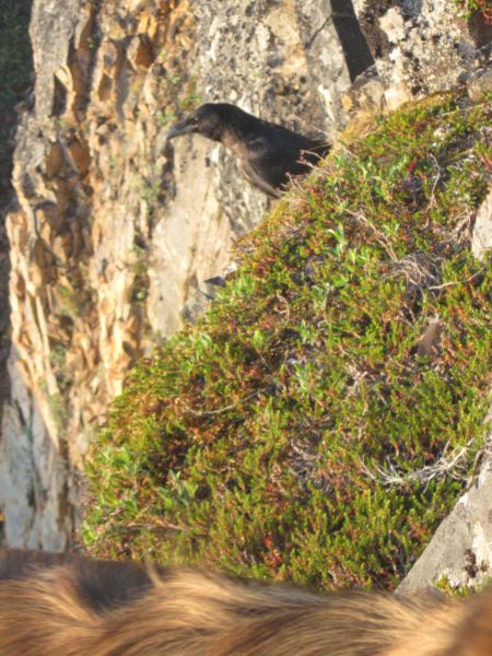 Vegetation i fjeldet