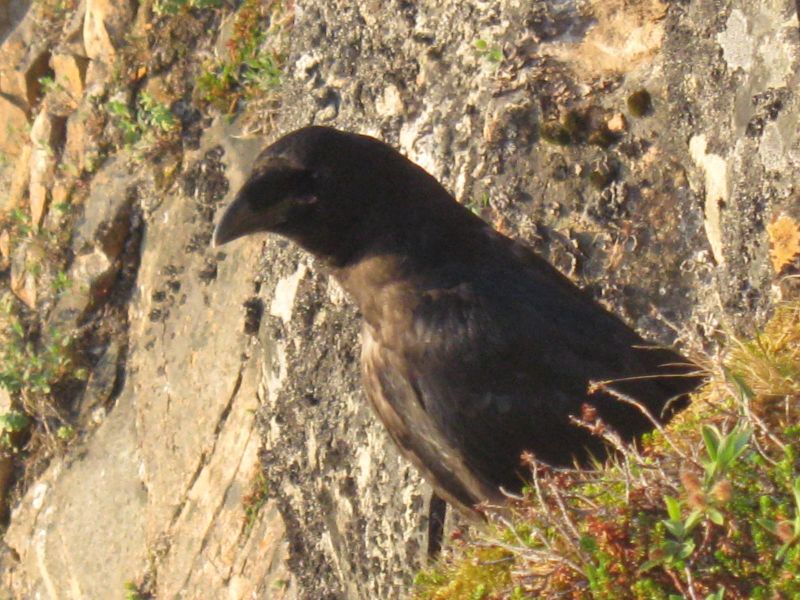2009-07-22-2140_Ravn