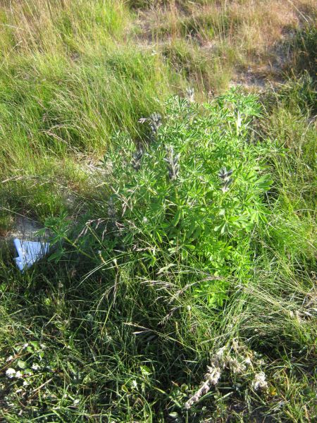 Vegetation i fjeldet