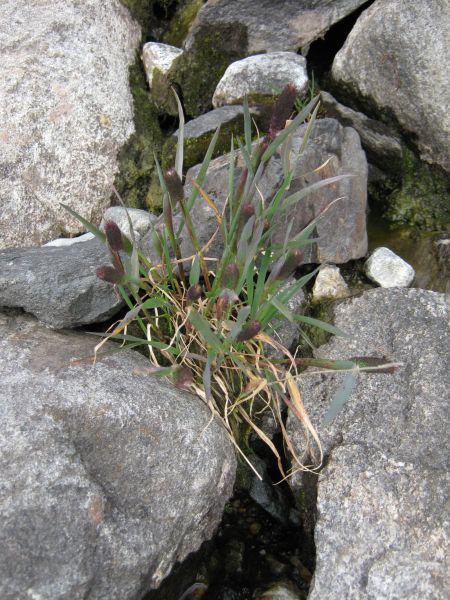 Vegetation i fjeldet