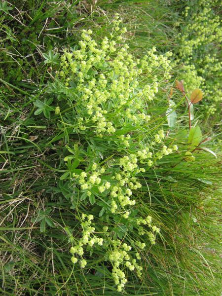 Vegetation i fjeldet
