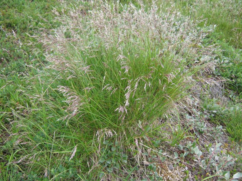 Vegetation i fjeldet