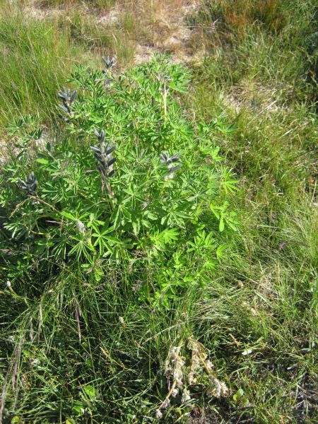 Vegetation i fjeldet