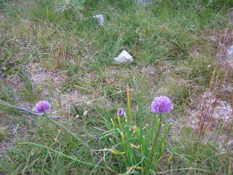 2009-08-07-1738_Dyr og planter