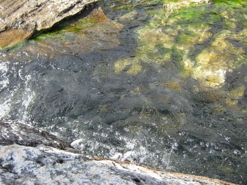 2009-08-12-1521_Ørred