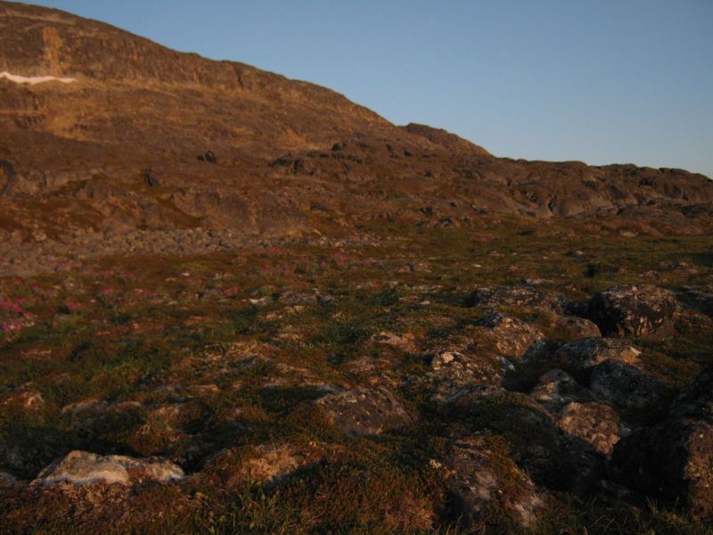 2009-08-04-2154_Vegetation