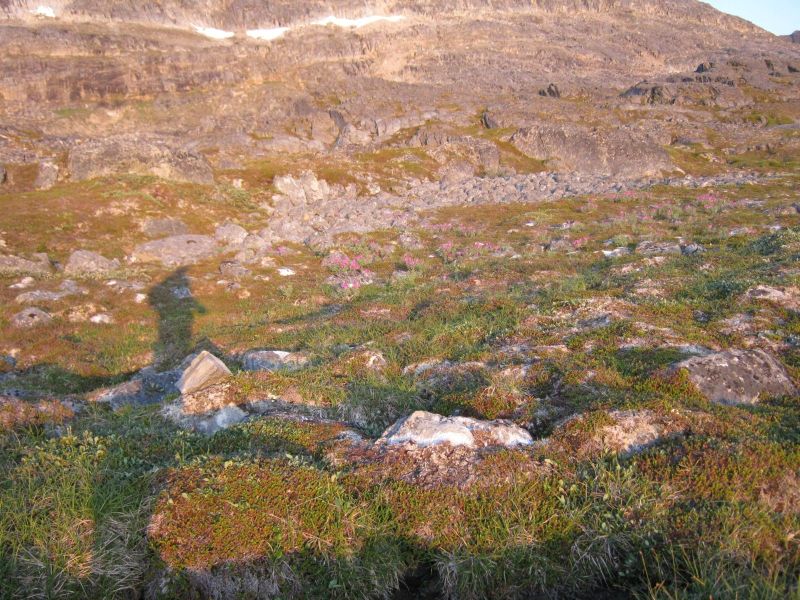 2009-08-04-2154_Vegetation_2