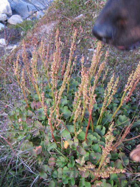 Vegetation i fjeldet