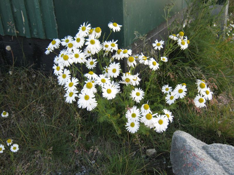 Vegetation i fjeldet