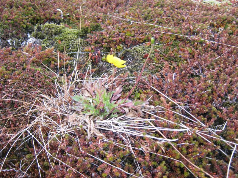 Vegetation i fjeldet