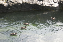 2009-09-08-1244_Ænder