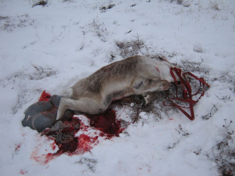 Rensdyrjagt i Ameralik