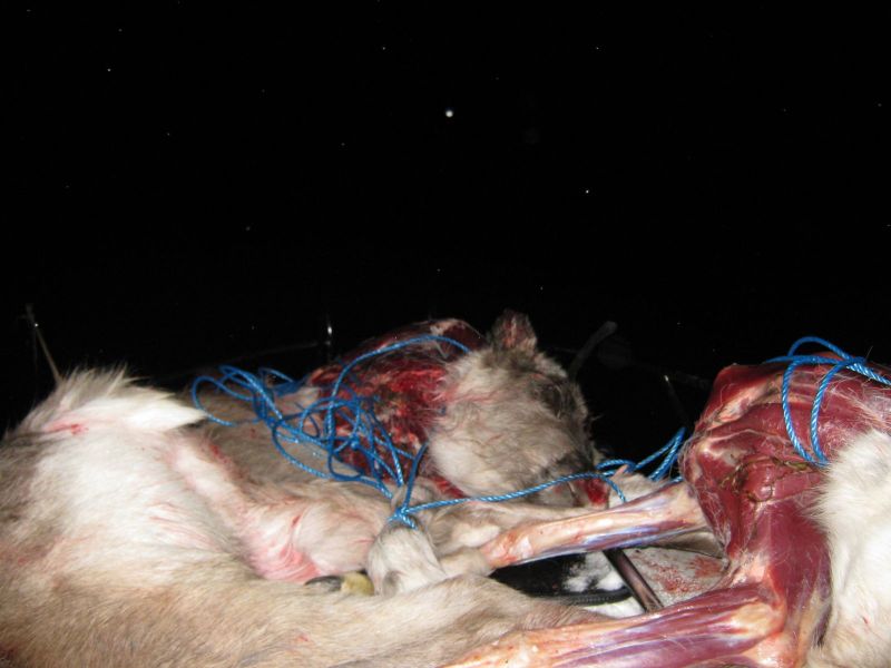 Rensdyrjagt i Ameralik