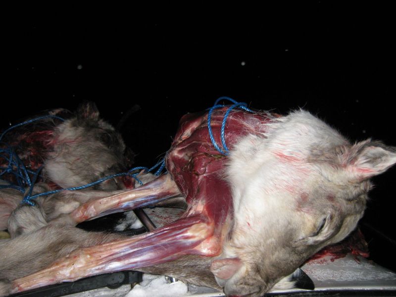 Rensdyrjagt i Ameralik