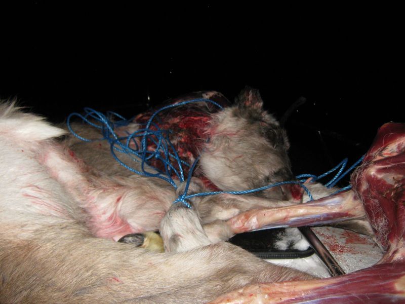 Rensdyrjagt i Ameralik