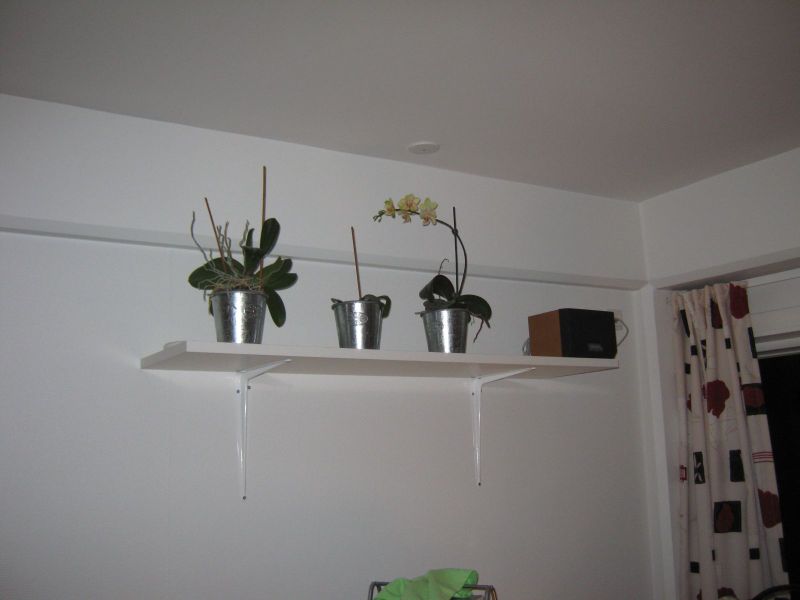 2009-11-17-1745_Orkide