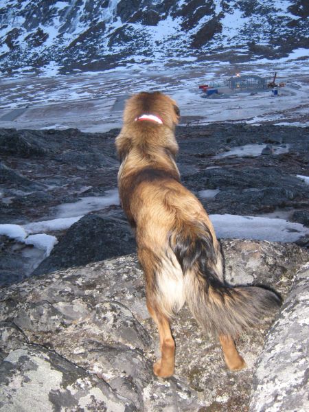 Djanco ude i naturen