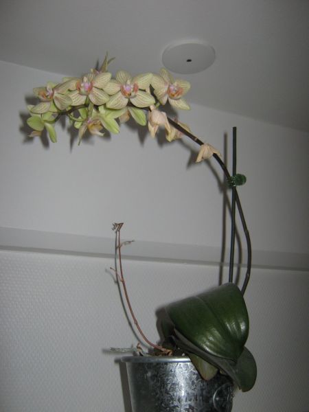 2010-01-15-1633_-_Orkide