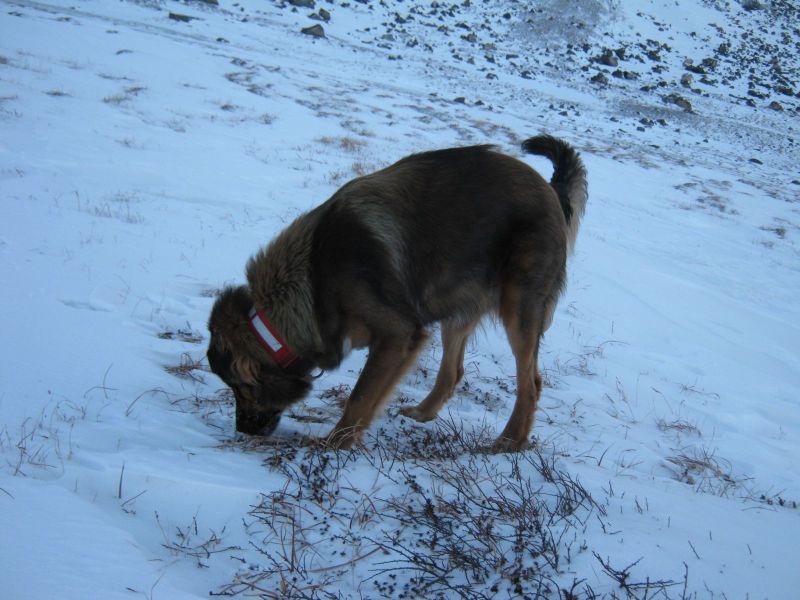 Djanco ude i naturen
