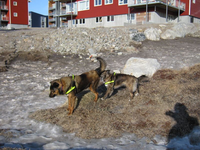 Djanco ude i naturen