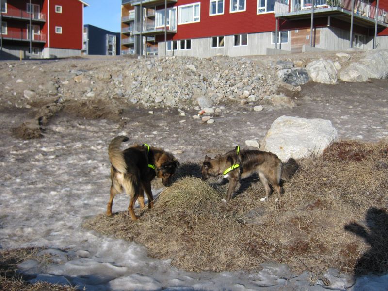 Djanco ude i naturen