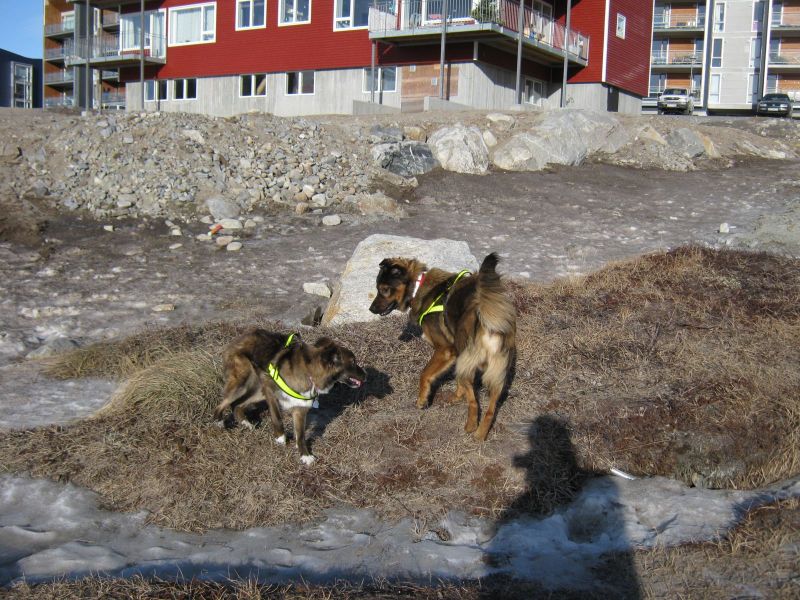Djanco ude i naturen