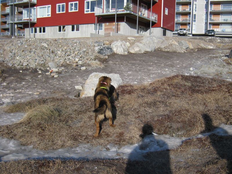 Djanco ude i naturen
