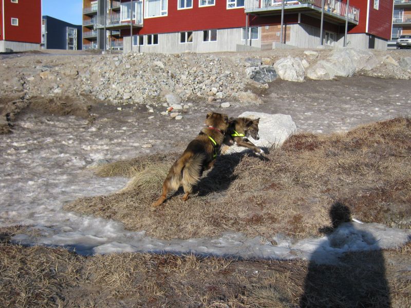 Djanco ude i naturen
