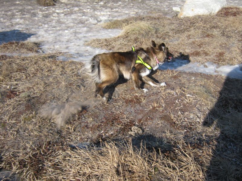 2010-02-25-1304_Gåtur_Hund; Hunhund
