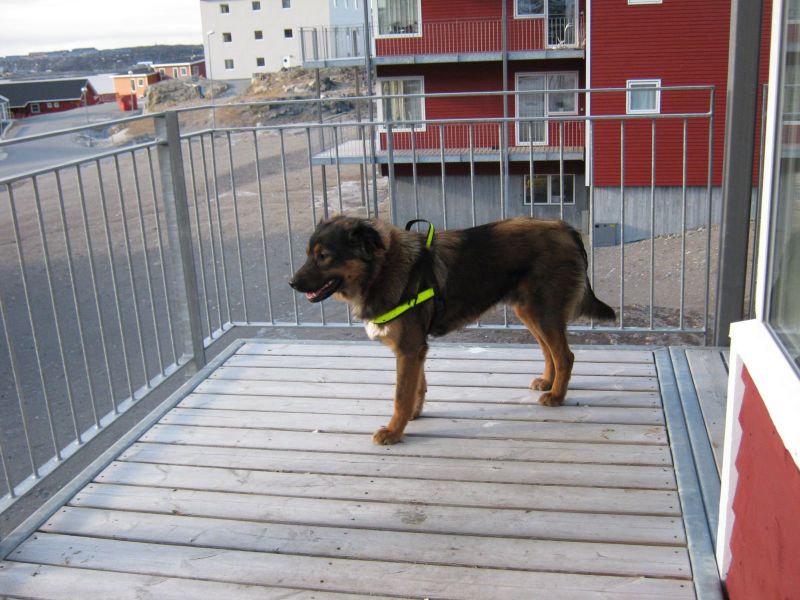 2010-02-25-1353_Djanco på altan_Djanco; Halsbånd; Nuuk