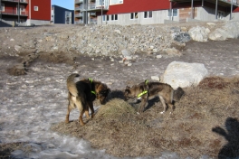 Djanco ude i naturen